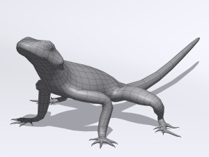 lizards bundle Model 3D