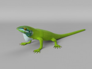 lizards bundle Model 3D