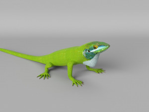 lizards bundle Model 3D