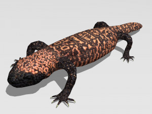 lizards bundle Model 3D