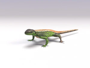 lizards bundle 3D Model