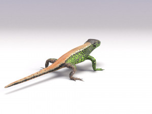 lizards bundle Model 3D