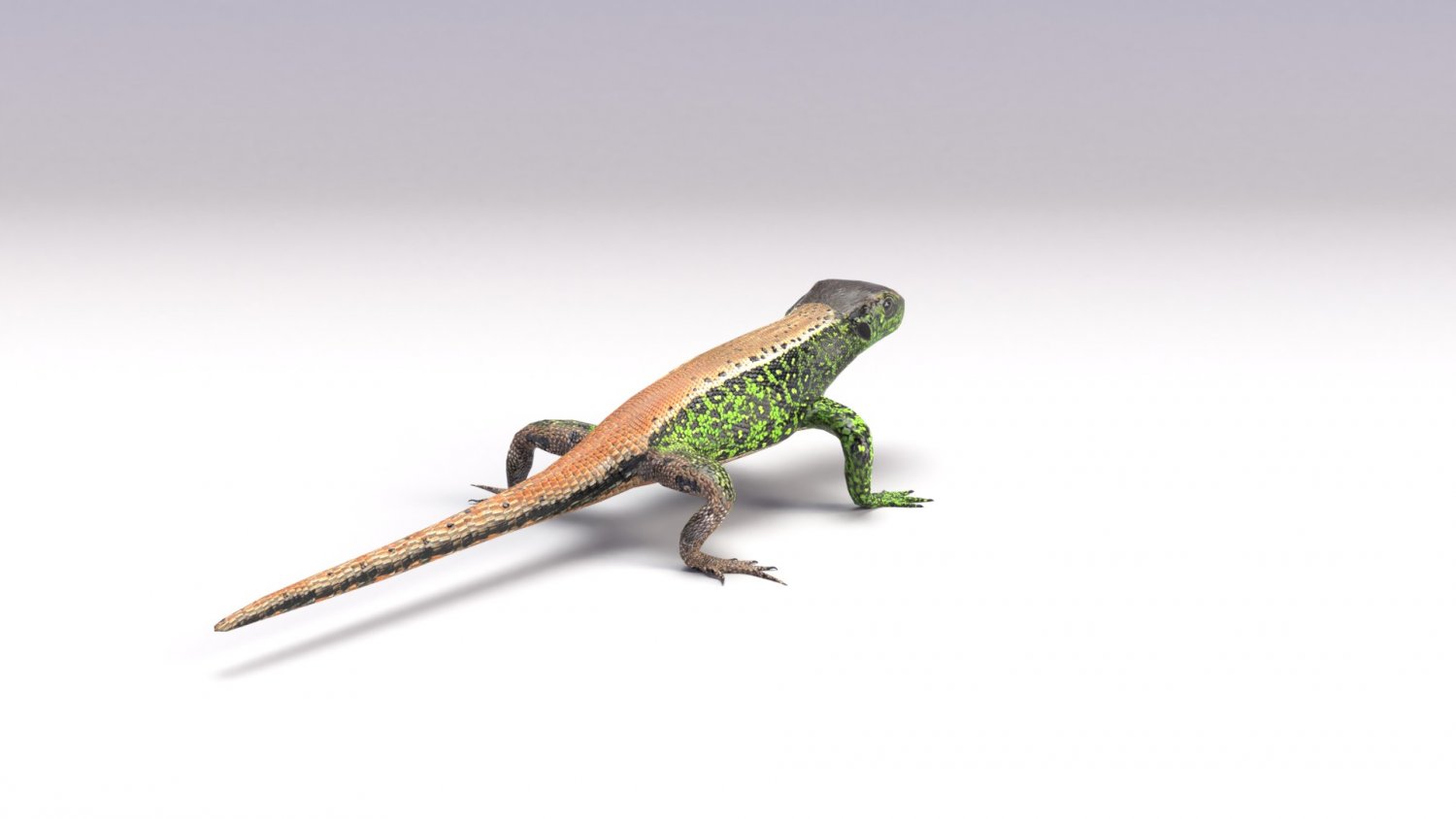 Ящерица 3д модель. Ящерица 3d модель. 3d lizard.