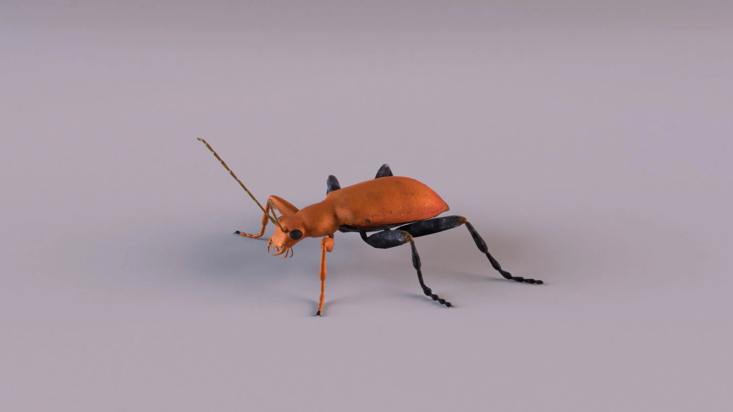 leaf beetle aulacophora indica 3D Model .c4d .max .obj .3ds .fbx .stl .blend