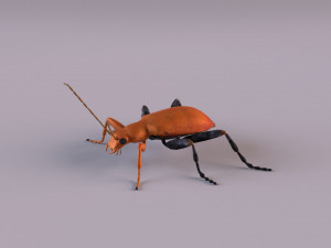 leaf beetle aulacophora indica 3D Model