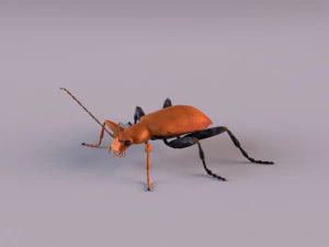 leaf beetle aulacophora indica 3D Model