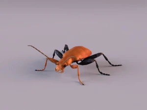 leaf beetle aulacophora indica 3D Model