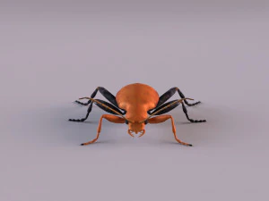 leaf beetle aulacophora indica 3D Model