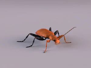 leaf beetle aulacophora indica 3D Model