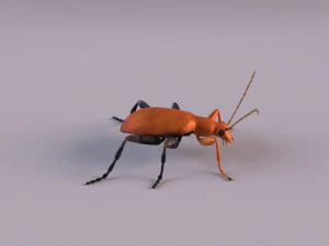leaf beetle aulacophora indica 3D Model