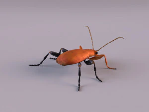 leaf beetle aulacophora indica 3D Model