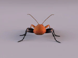 leaf beetle aulacophora indica 3D Model