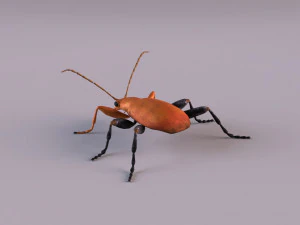 leaf beetle aulacophora indica 3D Model