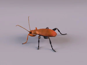 leaf beetle aulacophora indica 3D Model