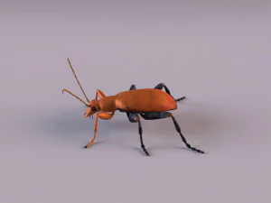 leaf beetle aulacophora indica 3D Model