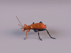leaf beetle aulacophora indica 3D Model