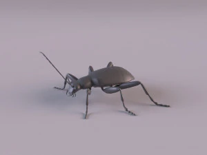 leaf beetle aulacophora indica 3D Model