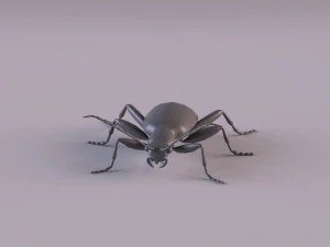 leaf beetle aulacophora indica 3D Model