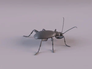 leaf beetle aulacophora indica 3D Model