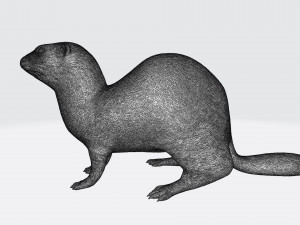ferret 3D Принт Модель