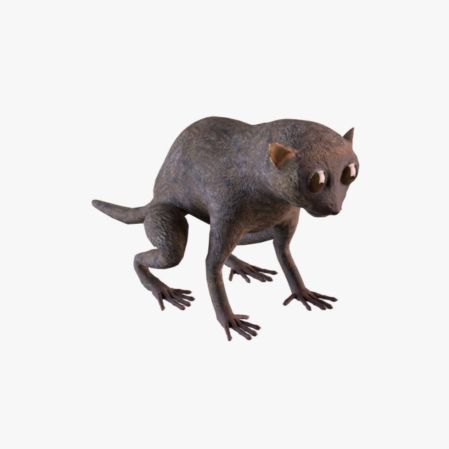 tarsier 3Dモデル .c4d .max .obj .3ds .fbx .stl .blend 