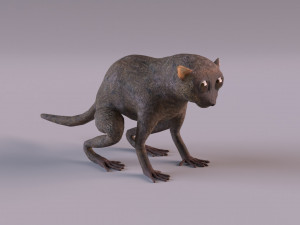 tarsier 3Dモデル