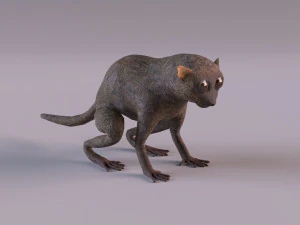 t&aacute;rsio Modelo 3D