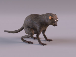 tarsier 3Dモデル