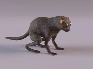 t&aacute;rsio Modelo 3D