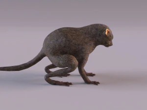 t&aacute;rsio Modelo 3D