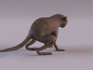 tarsier 3Dモデル