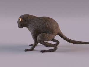 tarsier 3Dモデル