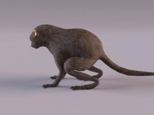 t&aacute;rsio Modelo 3D