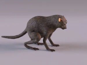 t&aacute;rsio Modelo 3D