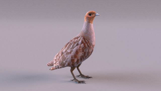 grey partridge 3D Model .c4d .max .obj .3ds .fbx .stl .blend 