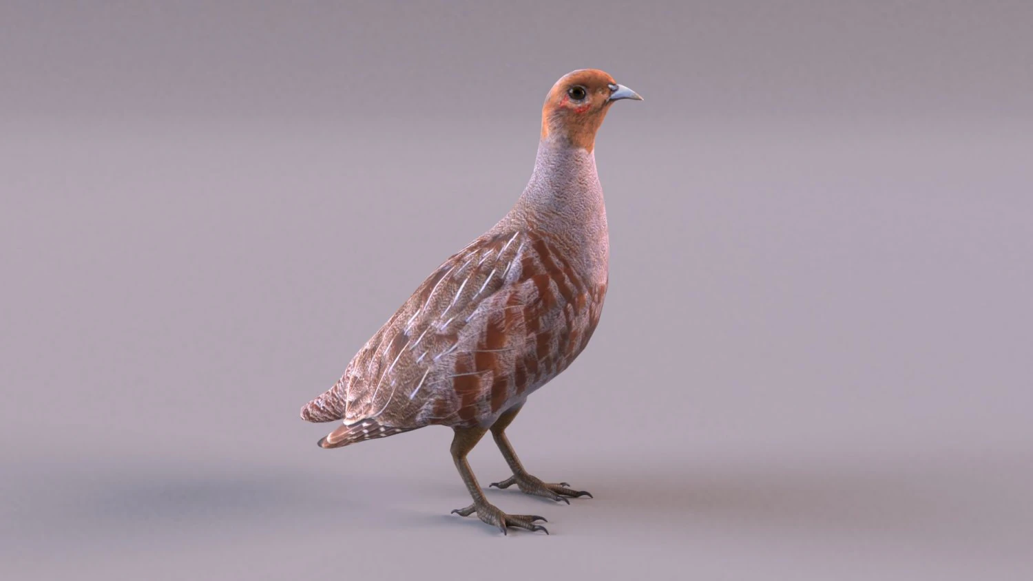 grey partridge 3D Model .c4d .max .obj .3ds .fbx .stl .blend 