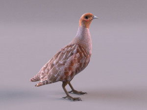 grey partridge 3D Model