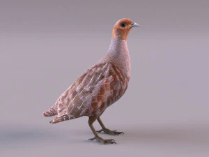 grey partridge 3D Model