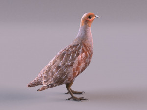 grey partridge 3D Model