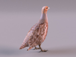 grey partridge 3D Model