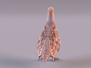 grey partridge 3D Model