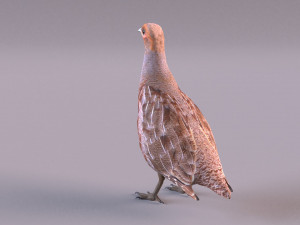 grey partridge 3D Model