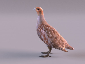 grey partridge 3D Model