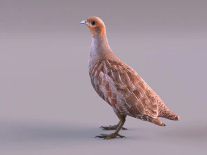 grey partridge 3D Model