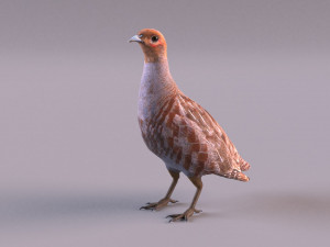 grey partridge 3D Model