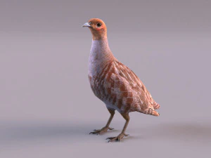 grey partridge 3D Model