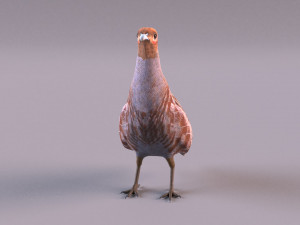 grey partridge 3D Model