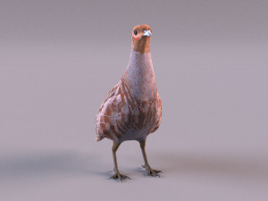 grey partridge 3D Model