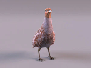 grey partridge 3D Model
