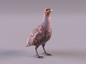 grey partridge 3D Model